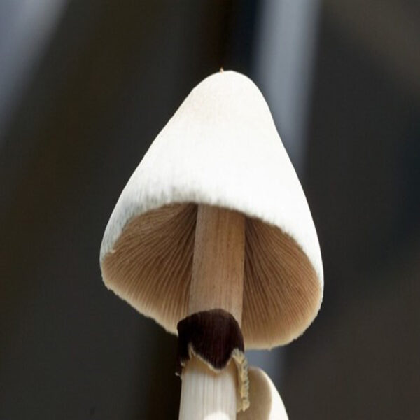 Albino Shrooms A+ Cubensis