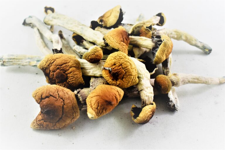 Blue Meanie Mushrooms