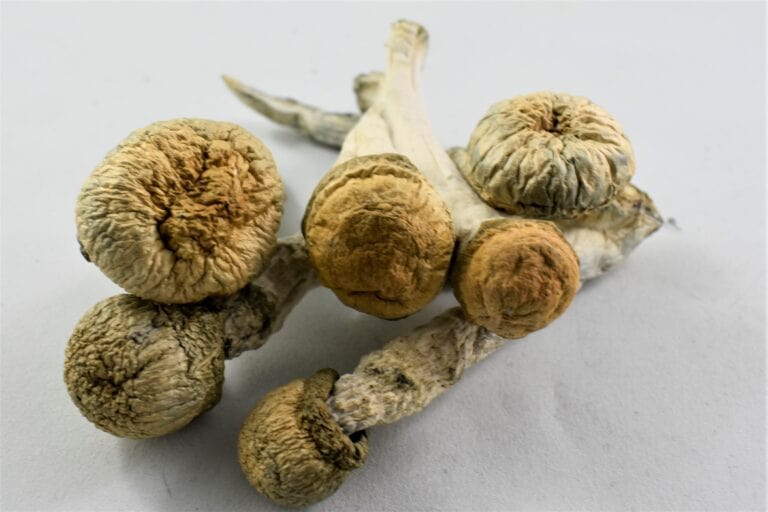 Penis Envy Mushrooms