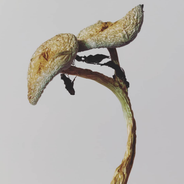 Psilocybe Cubensis Spores (Magic mushrooms)