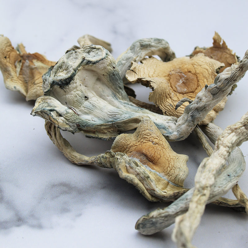 Treasure Coast Mushrooms