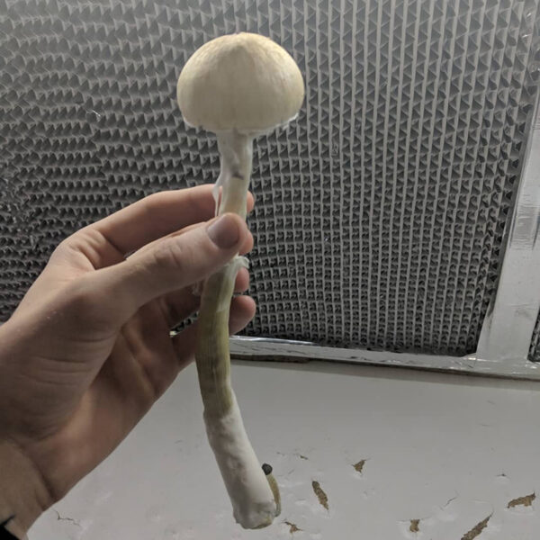 Buy Gold Caps Online - Image 3