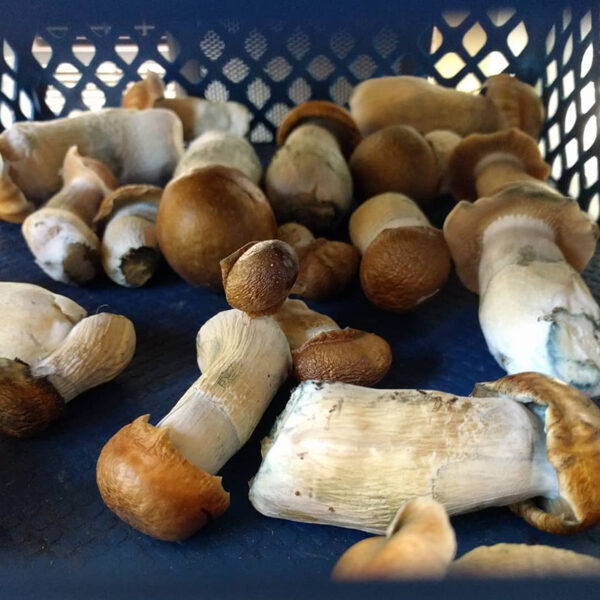 Buy Gold Caps Online - Image 2