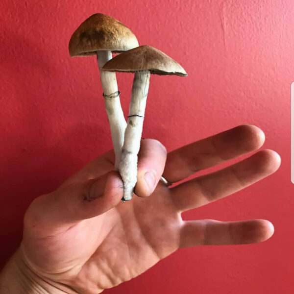 Buy Liberty Caps online