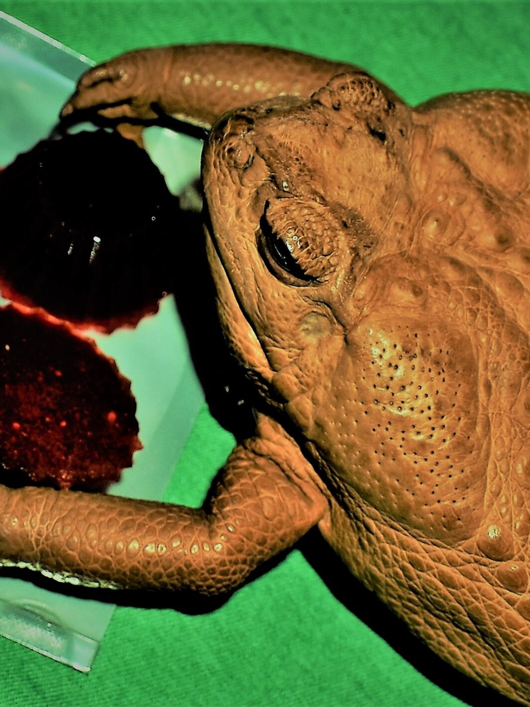 Transkei Lemon TEK-Raspberry Gummies