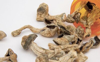 California Senate Moves to Decriminalize Magic Mushrooms Under New Bill