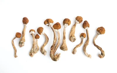 Can You Overdose from Eating Too Many Magic Mushrooms?