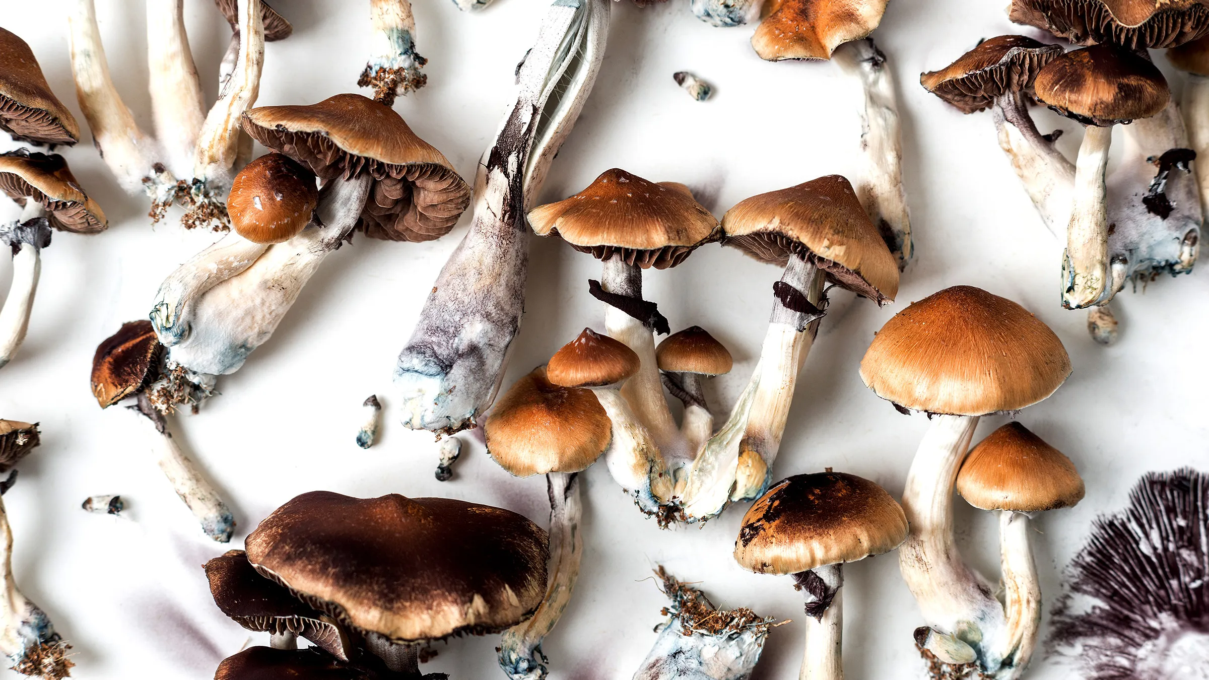 Pro Tips on Buying Magic Mushroom & Psilocybin Spores