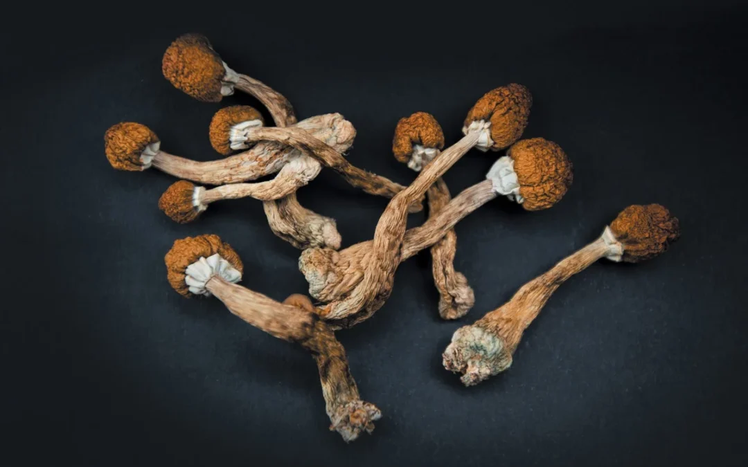 Psychedelic Shrooms: Nature’s Magical Gift