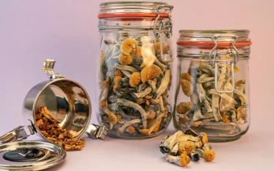 Shelf Life of Shrooms: How to Store Magic Mushrooms